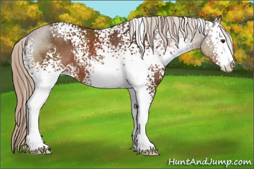 Horse Color:White Spotted Liver Chestnut Sabino 