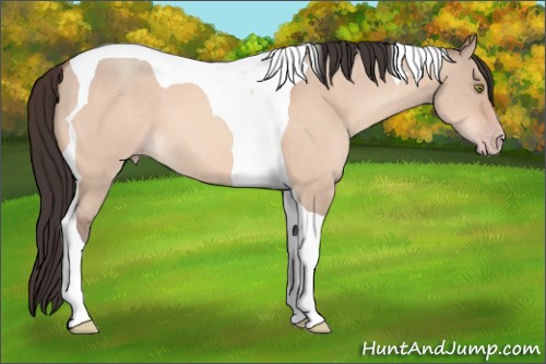 Horse Color:Sable Champagne Dun Tobiano 