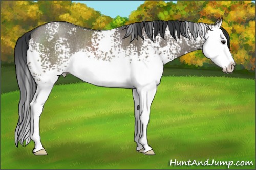 Horse Color:White Spotted Grullo Splash Rabicano 
