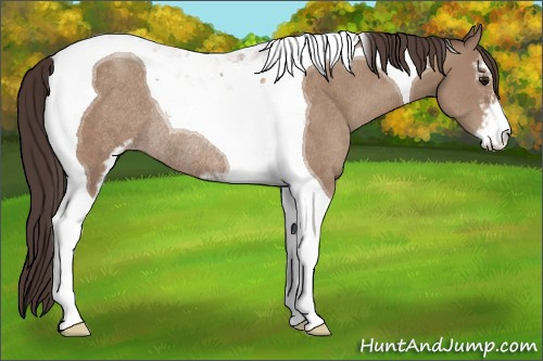 Horse Color:Classic Champagne Sabino Tobiano Rabicano 