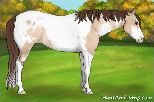 Horse Color:Sable Champagne Dun Sabino Tobiano Appaloosa Rabicano 