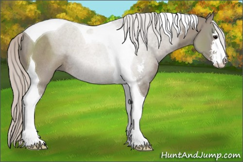 Horse Color:Silver Grullo Sabino Tobiano Rabicano 