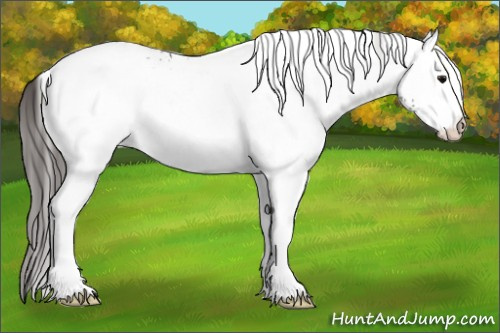 Horse Color:White Spotted Grullo Appaloosa Rabicano 