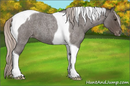 Horse Color:Silver Blue Roan Tobiano Appaloosa 