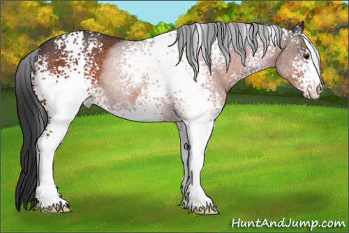 Horse Color:White Spotted Brown Roan Rabicano 