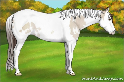 Horse Color:White Spotted Classic Champagne Dun Splash Tobiano Rabicano 