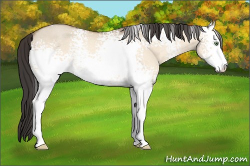 Horse Color:White Spotted Amber Champagne Dun Sabino Rabicano 