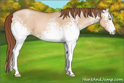 Horse Color:White Spotted Brown Pearl Dun 