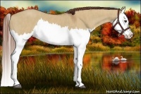 Horse Color:Red Dun Splash Brindle