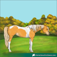 Horse Color:Palomino Tobiano 