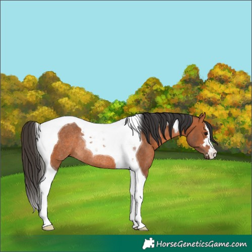 Horse Color:Bay Tobiano Rabicano