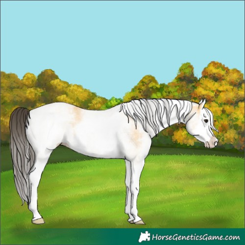 Horse Color:White Spotted Buckskin Splash