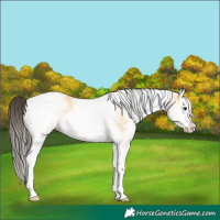 Horse Color:White Spotted Buckskin Splash 
