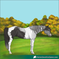 Horse Color:Smoky Black Tobiano