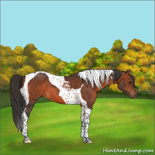 Horse Color:Brown Tobiano 
