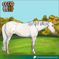 Horse Color:Silver Bay Dun Appaloosa 