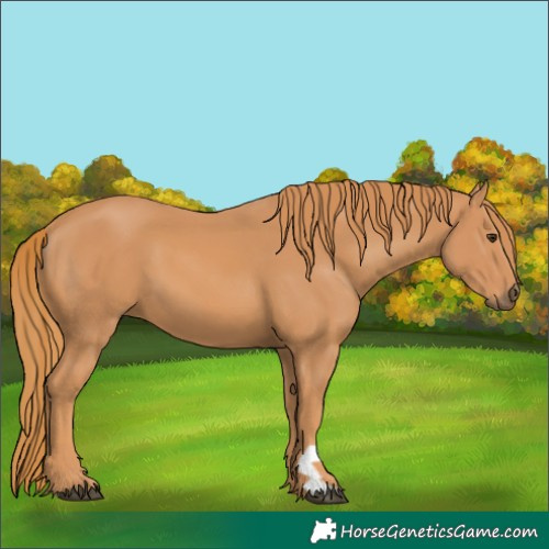 Horse Color:Chestnut 
