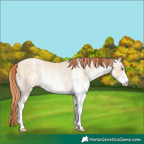 Horse Color:White Spotted Classic Champagne Pearl Dun Rabicano 