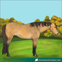 Horse Color:Buckskin 