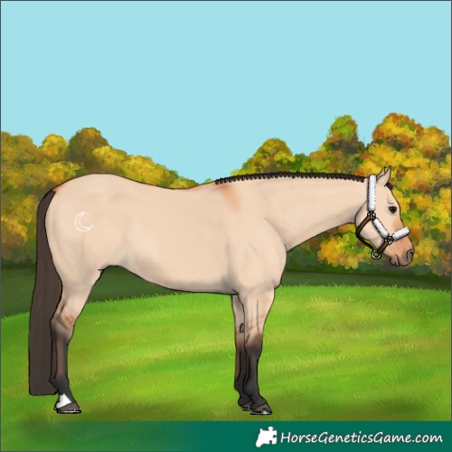 Horse Color:Bay Dun