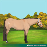 Horse Color:Bay Dun