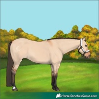 Horse Color:Bay Dun 