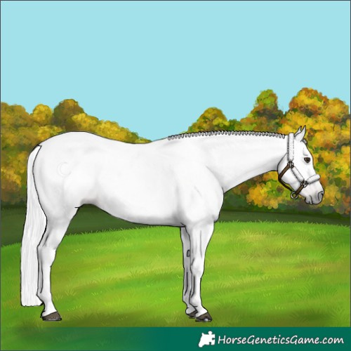 Horse Color:Gray Chestnut 