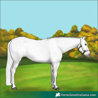 Horse Color:Gray Chestnut