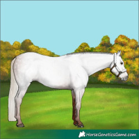 Horse Color:Gray Chestnut 