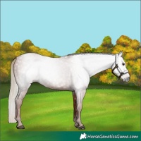 Horse Color:Gray Chestnut 
