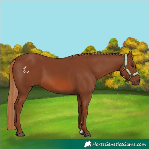 Horse Color:Chestnut 