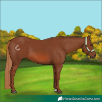 Horse Color:Chestnut 