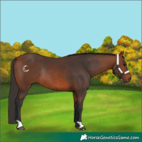 Horse Color:Bay Rabicano 