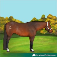 Horse Color:Bay Rabicano 