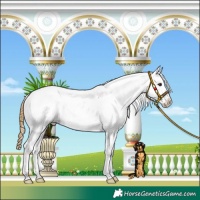 Horse Color:Buckskin Splash Appaloosa 