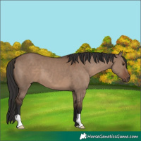 Horse Color:Liver Red Dun 