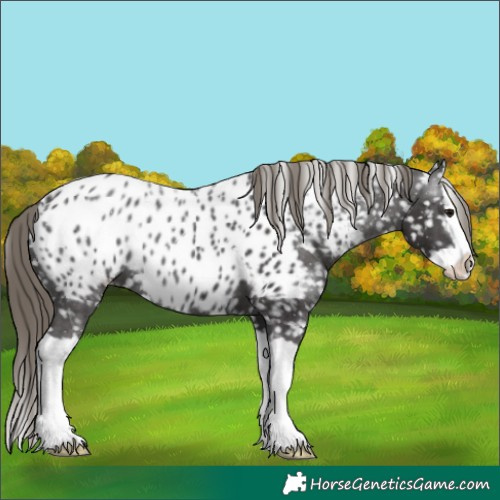 Horse Color:Smoky Black Splash Near Leopard 