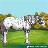Horse Color:Smoky Black Splash Near Leopard