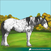 Horse Color:Black Sabino Splash Tobiano Near Leopard