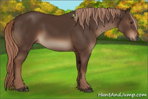 Horse Color:Liver Chestnut Sabino 