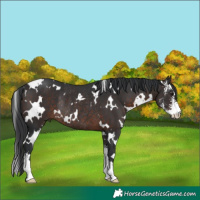 Horse Color:White Spotted Brown Sabino Rabicano