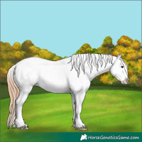 Horse Color:Black Pearl Sabino Near Leopard 