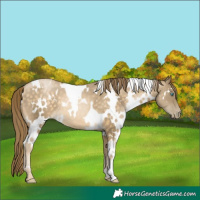 Horse Color:White Spotted Buckskin Pearl 
