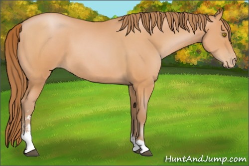 Horse Color:Bay Pearl Sabino 
