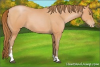 Horse Color:Bay Pearl Sabino 