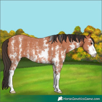Horse Color:Bay Sabino 