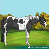 Horse Color:Black Tobiano 