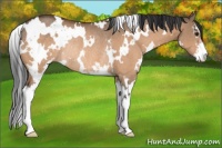 Horse Color:White Spotted Bay Dun Sabino Rabicano 