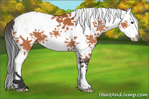 Horse Color:White Spotted Bay Splash 