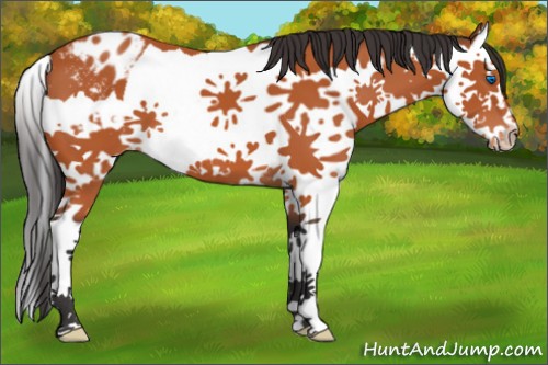 Horse Color:Bay Splash Appaloosa 